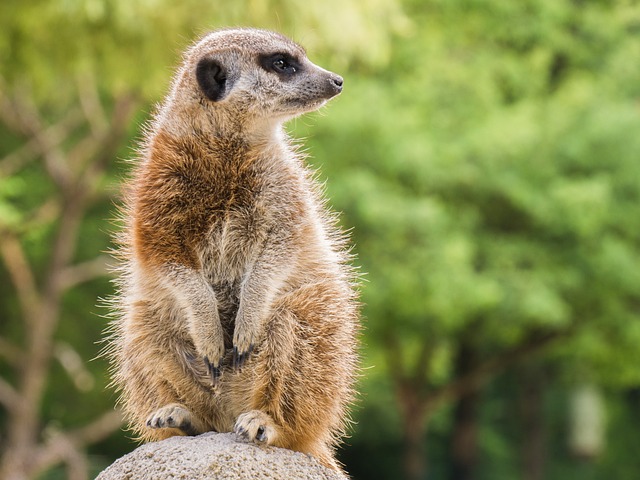 meerkats