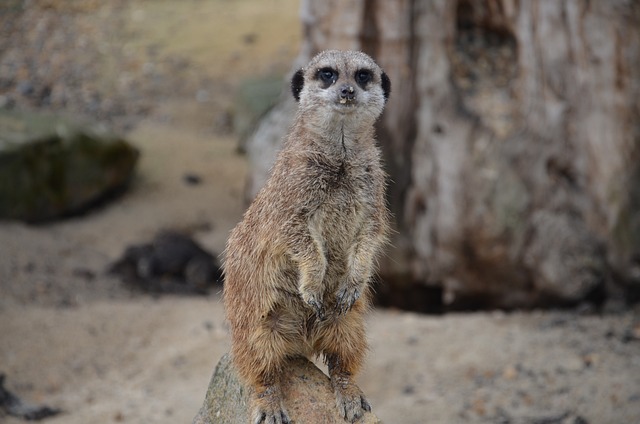 meerkats