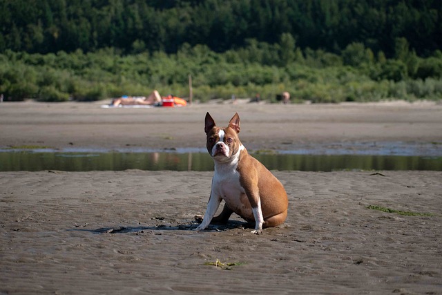 boston terrier