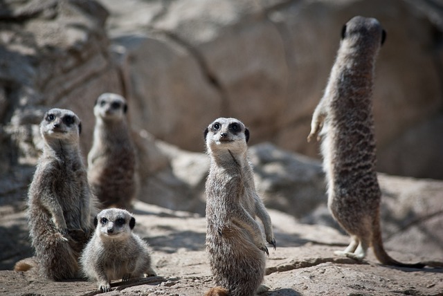 meerkat